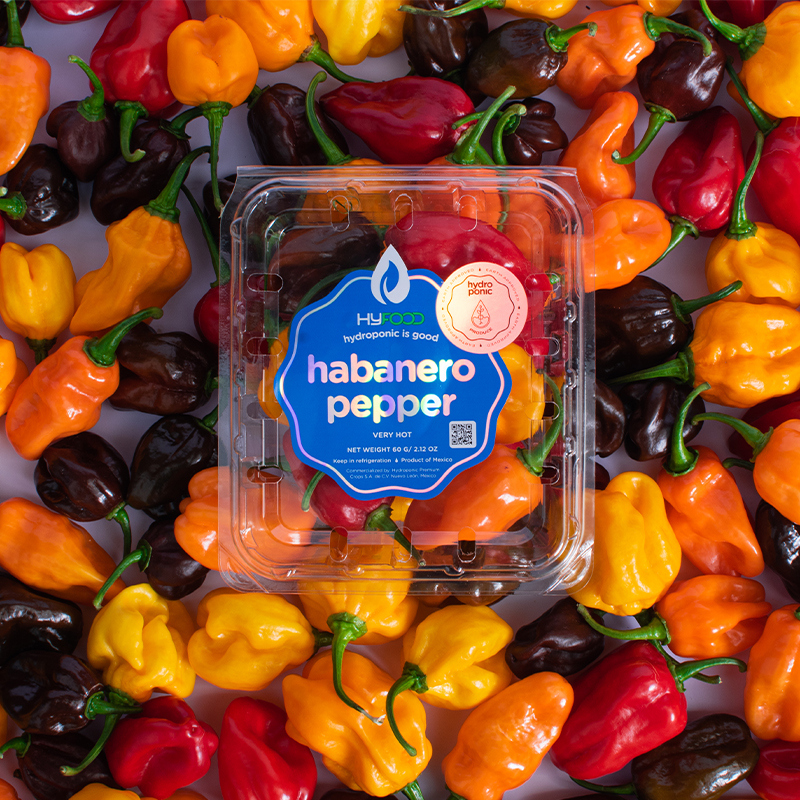 Chiles habaneros hidropónicos de la marca Hyfood. El indicador clave para  saber la frescura de los chiles es a través del pedúnculo o cabo. 